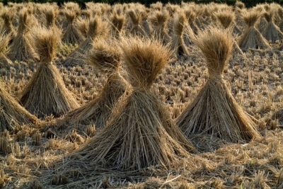 Российские ученые открывают новые перспективы утилизации рисовой соломы: решение проблемы или просто шаг вперед?