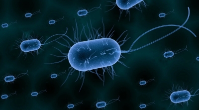 Бактерии, без которых мы не выживем